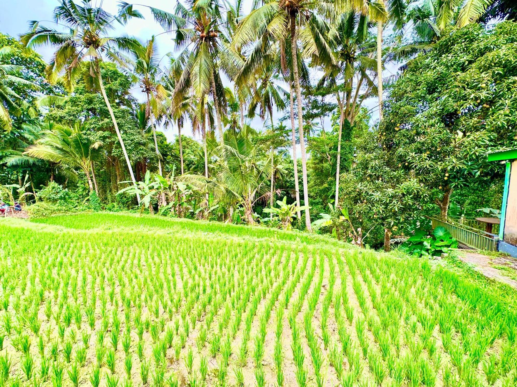 Dupa Ubud Exterior photo